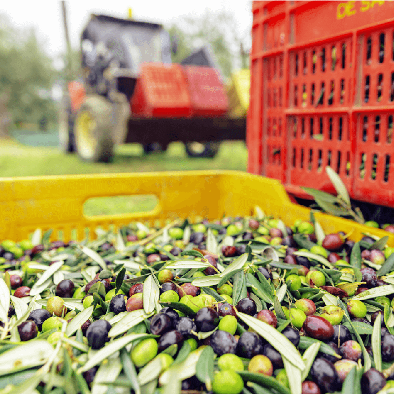 Primo-piano-olive-raccolta_74A2887 Quadrata